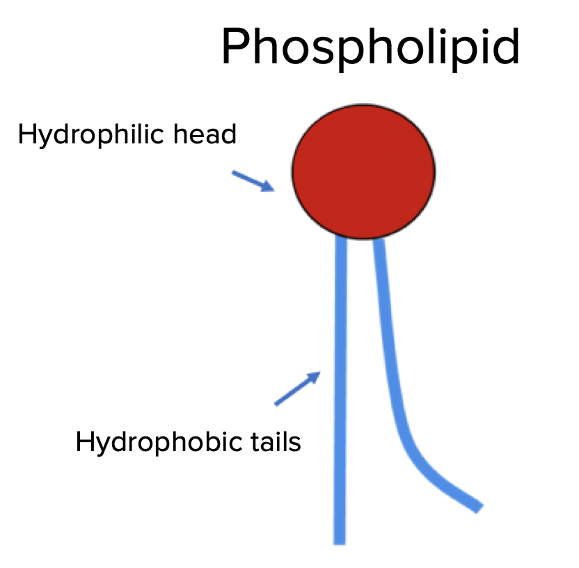 Phospholipid