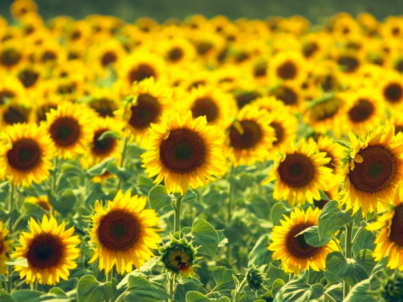 A picture of sunflowers A picture of sunflowers