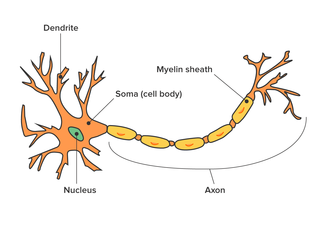 Illustration of a single neuron with labels for axon, dendrites, and soma.