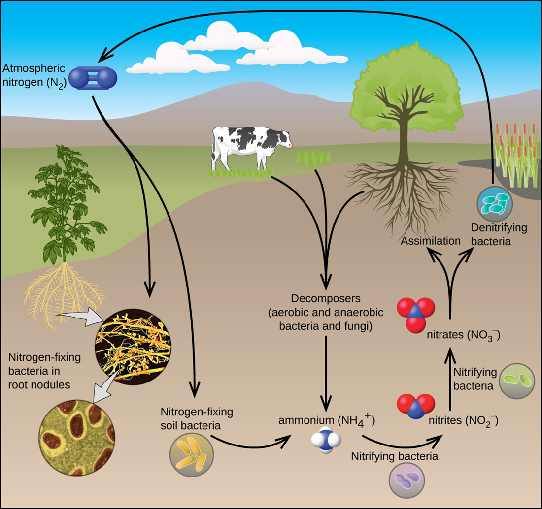A flow chart is shown. A cow, grass, and a tree are shown in the center of the diagram. Downward-facing arrows lead from them to the phrase, “Decomposers ( aerobic and anaerobic bacteria and fungi ).” A downward-facing arrow leads to a space-filing model with one blue atom bonded to four white atoms. The model is labeled, “Ammonium ( N H subscript 4 ).” A right-facing arrow leads from this molecule to another molecule that is composed of a blue atom bonded to two red atoms. The model is labeled, “Nitrites ( N O subscript 2 superscript negative sign ).” Below this arrow is a picture of a circle with two rod-shaped structures. It is labeled, “Nitrifying bacteria.” Above the nitrites label is an upward-facing arrow leading to a blue atom single-bonded to three red atoms. The model is labeled, “Nitrates ( N O subscript 3 superscript negative sign ).” Next to this arrow is a picture of a circle with two rod-shaped structures labeled, “Nitrifying bacteria.” The nitrates label has a double-headed, upward-facing arrow that leads to two pictures: one of the roots of the tree which is labeled, “Assimilation,” and one leading to a picture of a circle with four oval-shaped structures labeled, “Denitrifying bacteria.” A left-facing arrow leads from this bacteria to a molecule made up of two atoms triple-bonded together and labeled, “Atmospheric nitrogen ( N subscript 2 ).” This molecule is connected to a downward-facing, double-headed arrow that leads to an image showing yellow filaments on a black background and a picture of a circle with four rod-shaped structures labeled, “Nitrogen-fixing soil bacteria.” An arrow leads from a picture of a plant’s roots to the yellow filaments and then to a photo of a circle with four oval-shaped structures labeled, “Nitrogen-fixing bacteria in root nodules.