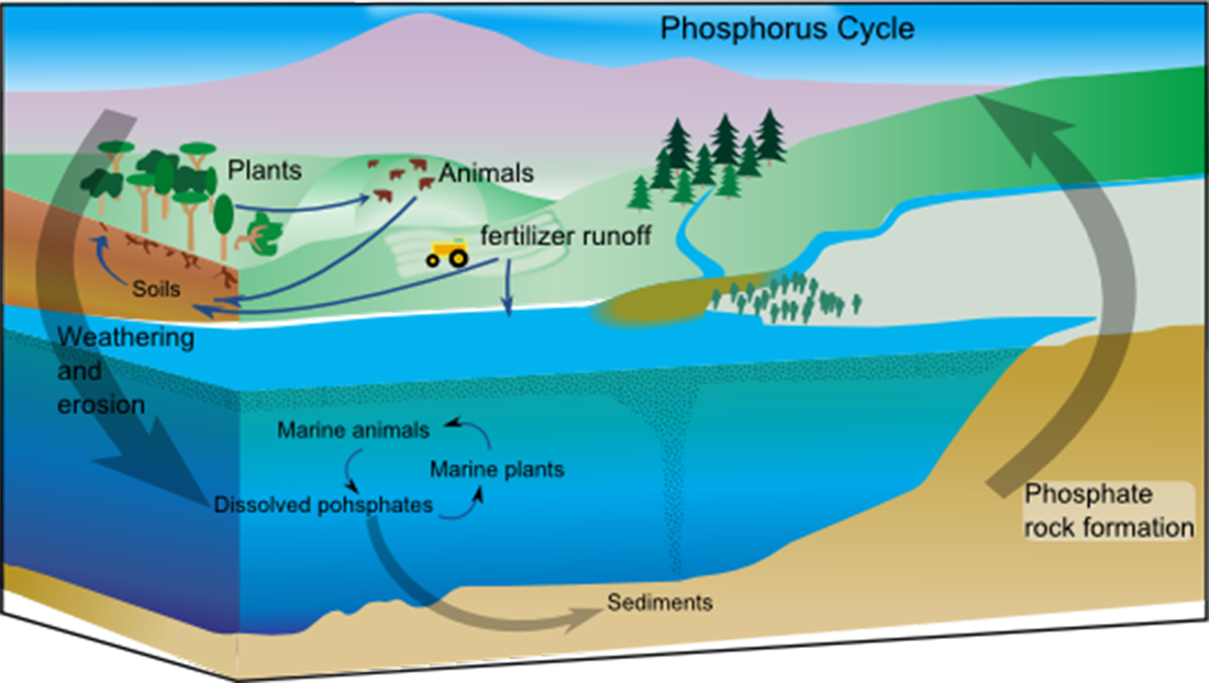 Shown is a schematic of a small portion of Earth with land and water shown. Arrows show the overall flow of phosphorus from the land to water and from the rocks to the surface of Earth. In addition, Soil phosphorus goes from the soil to plants. Then phosphorus goes from plants to animals and from animals to soil. Additionally, runoff from fertilizer goes into the soil and into the water. In the water, marine plants, marine animals, dissolved phosphates in water circulate phosphorus amongs themselves and eventually into the sediment.
