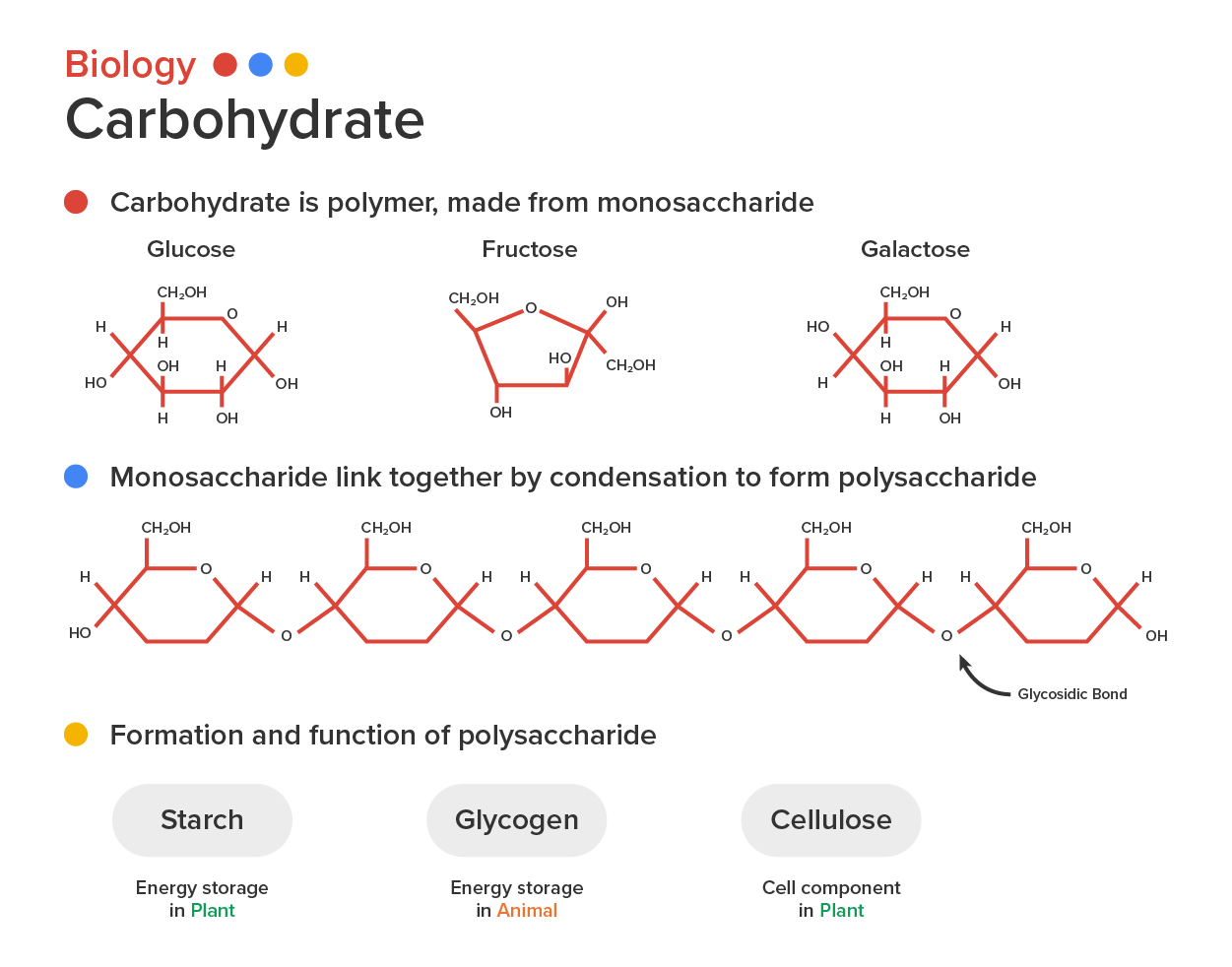 Diagram for complex carbohydrates. At the top of the image it says Biology with three dots next to it. Below that word it says carbohydrate. Below that there is a red dot and next to the red dot it says Carbohydrate is polymer, made from monosaccharide. There are three diagrams below that, that show the chemical makeup of glucose, fructose, and galactose. Next there is a blue dot and next to it, it says Monosaccharide link together by condensation to form polysaccharide. Below that it shows the chemical makeup of a glycosidic bond. Below that there is a green dot and next to the dot it says Formation and function of polysaccharide. Below that there are three images next to one another that show starch (energy storage in plant), glycogen (energy storage in animal) and cellulose (cell wall component in plant).