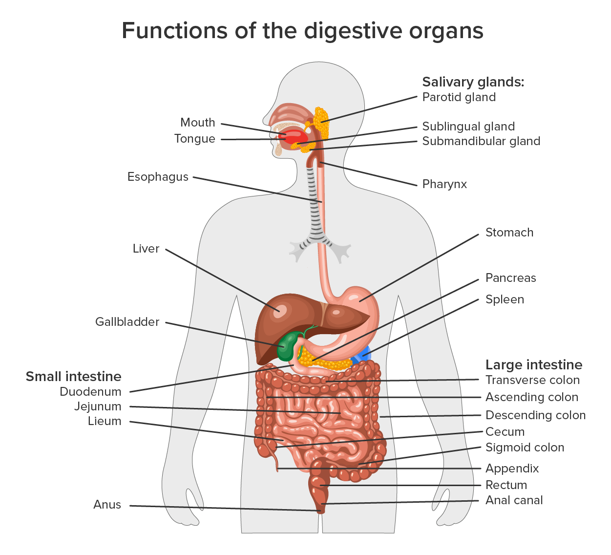 Diagram of the human digestive system. There are callouts on the left to the mouth, tongue, esophagus, liver, gallbladder, small intestine, duodenum, jejunum, ileum and anus. There are callouts on the right hand side to the salivary glands, parotid gland, sublingual gland, submandibular gland, pharynx, stomach, spleen, pancreas, large intestine, transverse colon, descending colon, cecum, sigmoid colon, appendix, rectum, and anal canal.