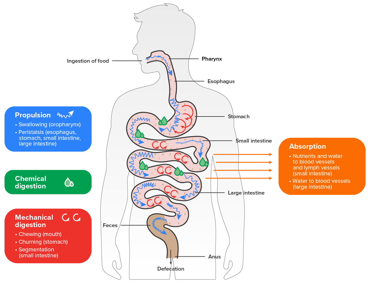 Digestion Tutorial | Sophia Learning