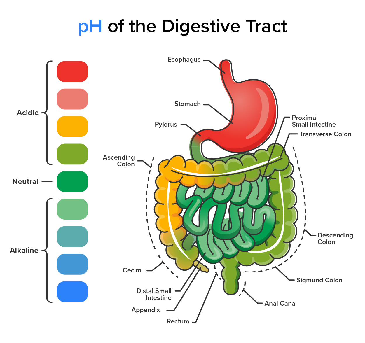 Red Color Digestion Digestion Tutorial | Sophia Learning