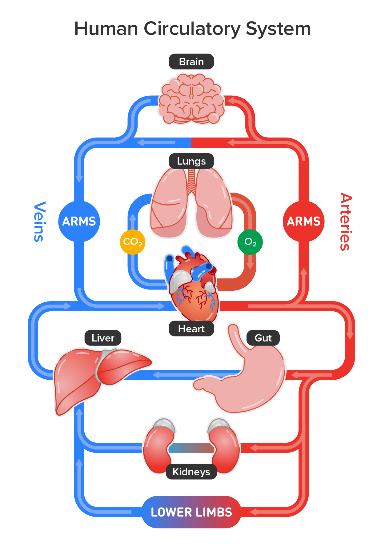 Human Circulatory System vector illustration diagram, blood vessels scheme. The diagram starts with the brain at the top. Below the brain are the lungs. Below the lungs is the heart. Below the heart are the liver and the gut. At the bottom of the diagram there are the kidneys. On the left-hand side there are blue veins going from the different organs. On the right hand side there are red arteries going from the different organs.
