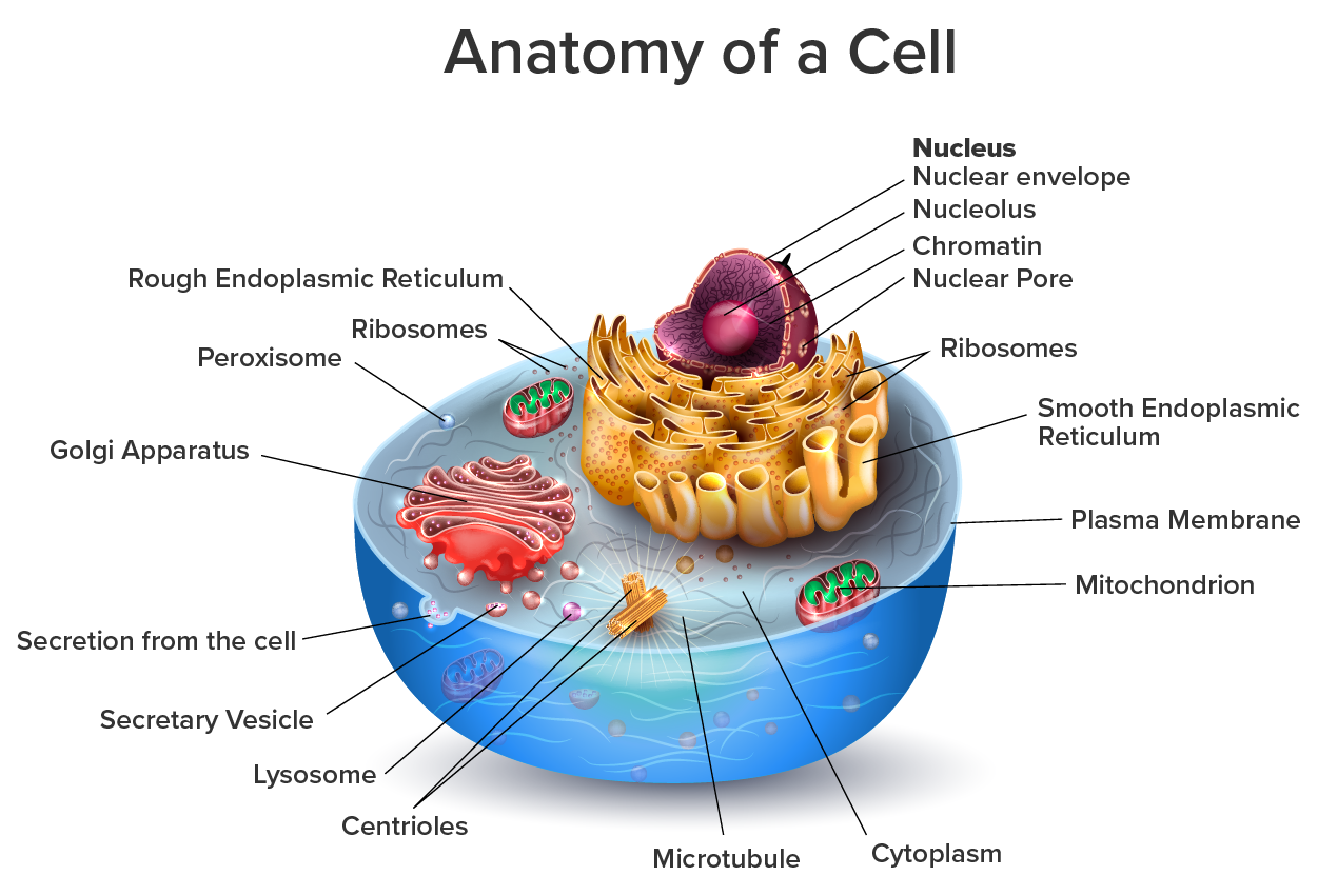 Cell structure. There all callouts to each part of the cell. Rough endoplasmic reticulum, ribosomes, peroxisome, golgi apparatus, secretion from the cell, secretory vesicle, lysosome, centrioles, microtubule, cytoplasm, mitochondria, plasma membrane, smooth endoplasmic reticulum, nuclear pore, chromatin, nucleus, nuclear envelope.