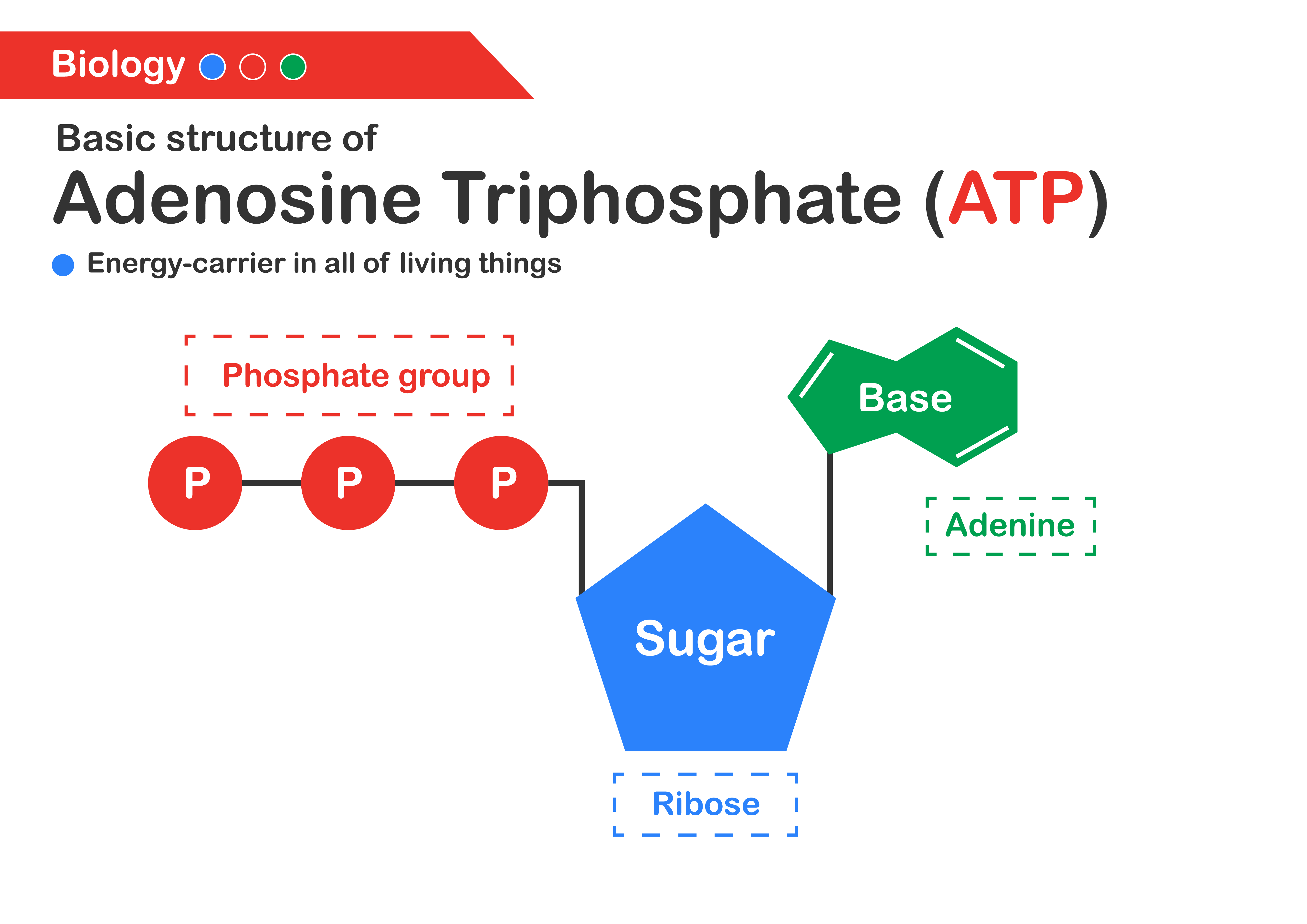 Biology diagram that shows basic structure of adenosine triphosphate (ATP)
