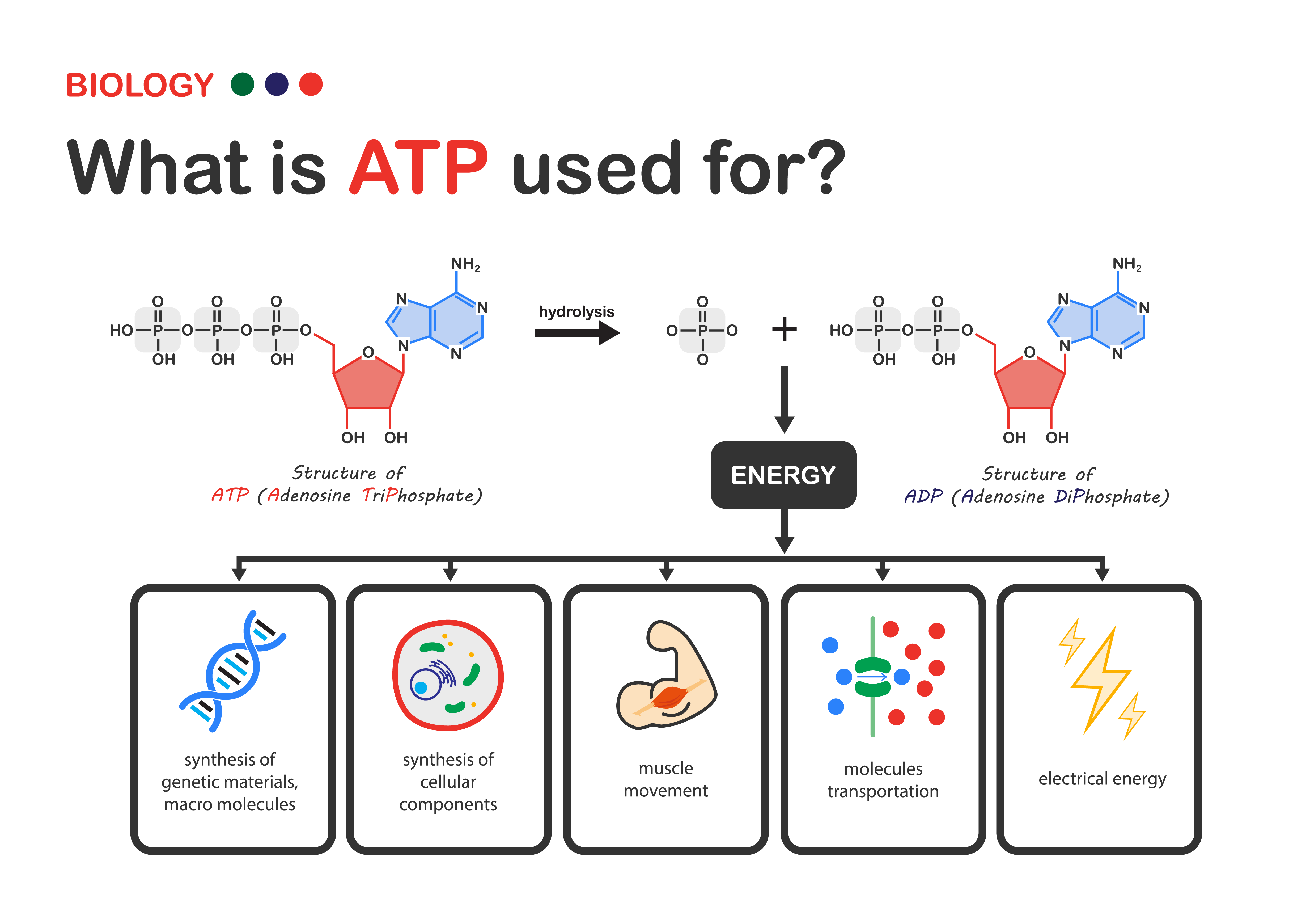 Biology diagram that explains using ATP, the power energy carries in a cell, and what is ATP used for?
