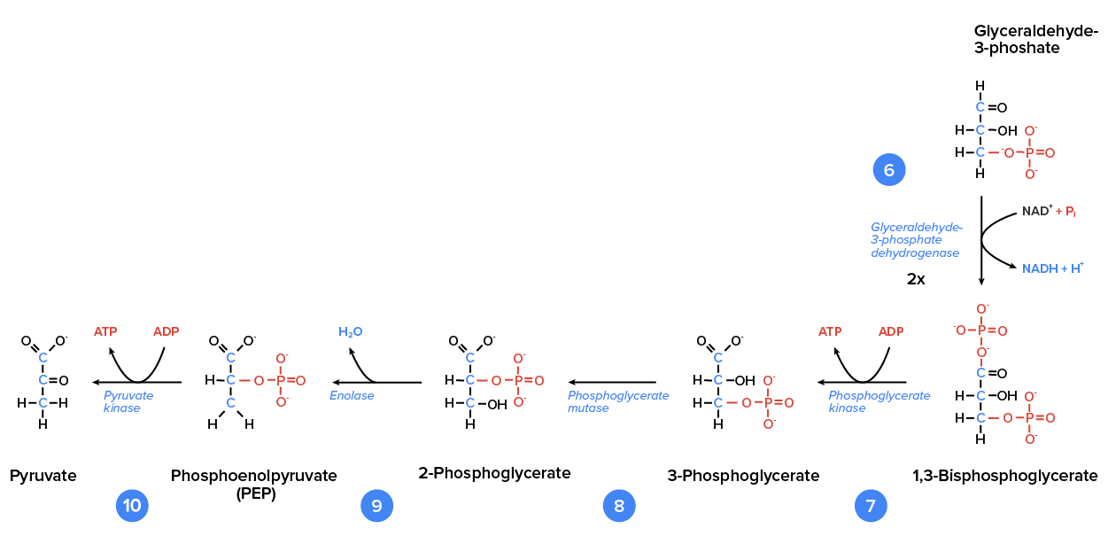 Diagram of the ATP molecules transforming to glucose.