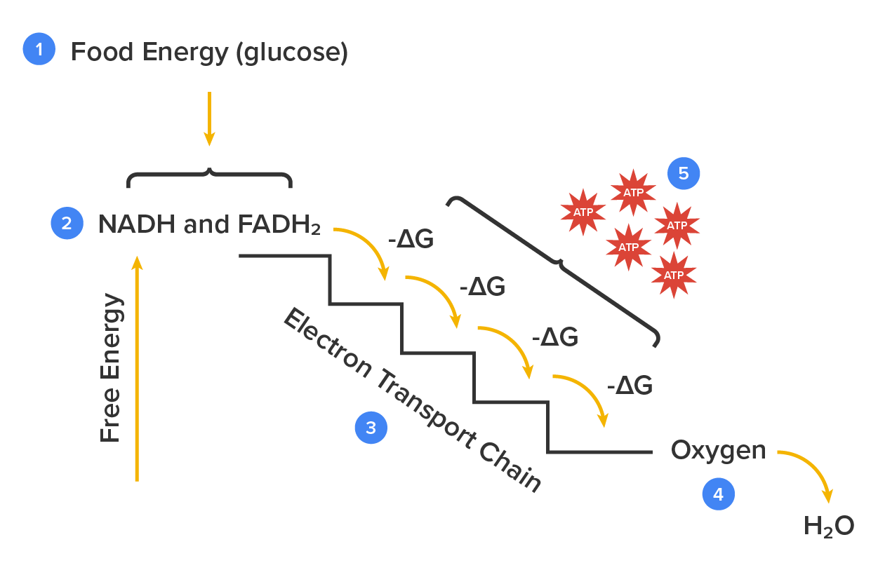 Diagram of the electron support chain.