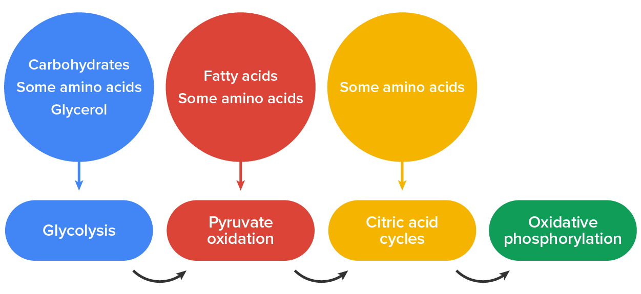 Diagram of the glucose catabolism pathways.