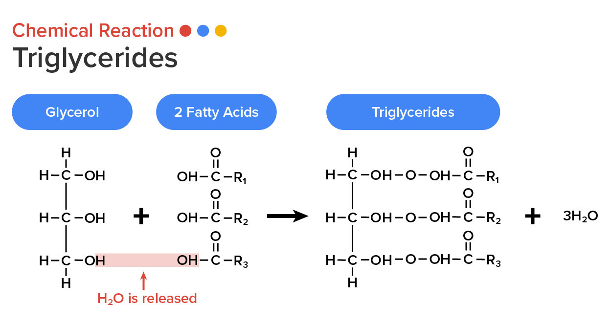 Structure and chemical ration formation of triglyceride.