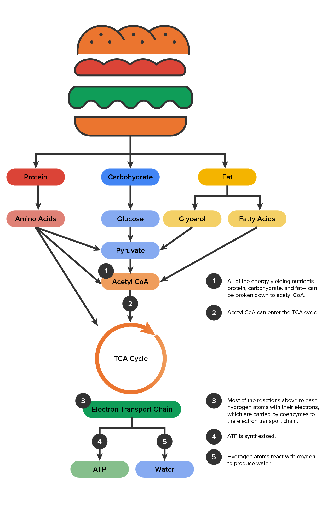 Diagram of the breakdown of a hamburger into protein carbohydrates and fat. Protein breaks down to pyruvate, acetyl CoA, and the TCA cycle. Carbohydrates break down to glucose, pyruvate, acetyl CoA and the TCA cycle. Fat breaks down to glycerol and fatty acids. Glycerol breaks down to pyruvate and fatty acids break down to acetyl CoA. The next step is the electron transport chain which goes to ATP and water. There are four callouts on the side. 1. All of the energy-yielding nutrients - protein carbohydrates, and fat can be broken down to acetyl CoA. 2 Acetyl CoA can enter the TCA cycle. 3. Most of the reactions above release hydrogen atoms with their electrons, which are carried by coenzymes to the electron transport chain. 4. ATP is synthesized. 5. Hydrogen atoms react with oxygen to produce water.