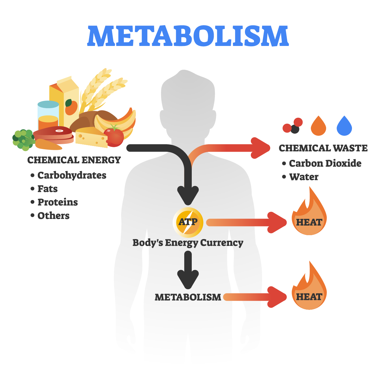 Metabolism vector illustration. Labeled chemical energy educational scheme.