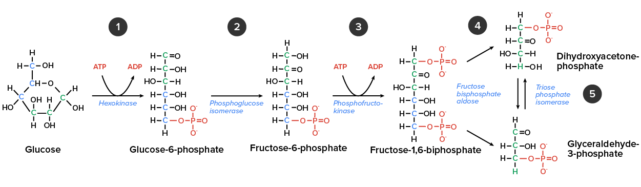 Diagram of the ATP molecules transforming to glucose.