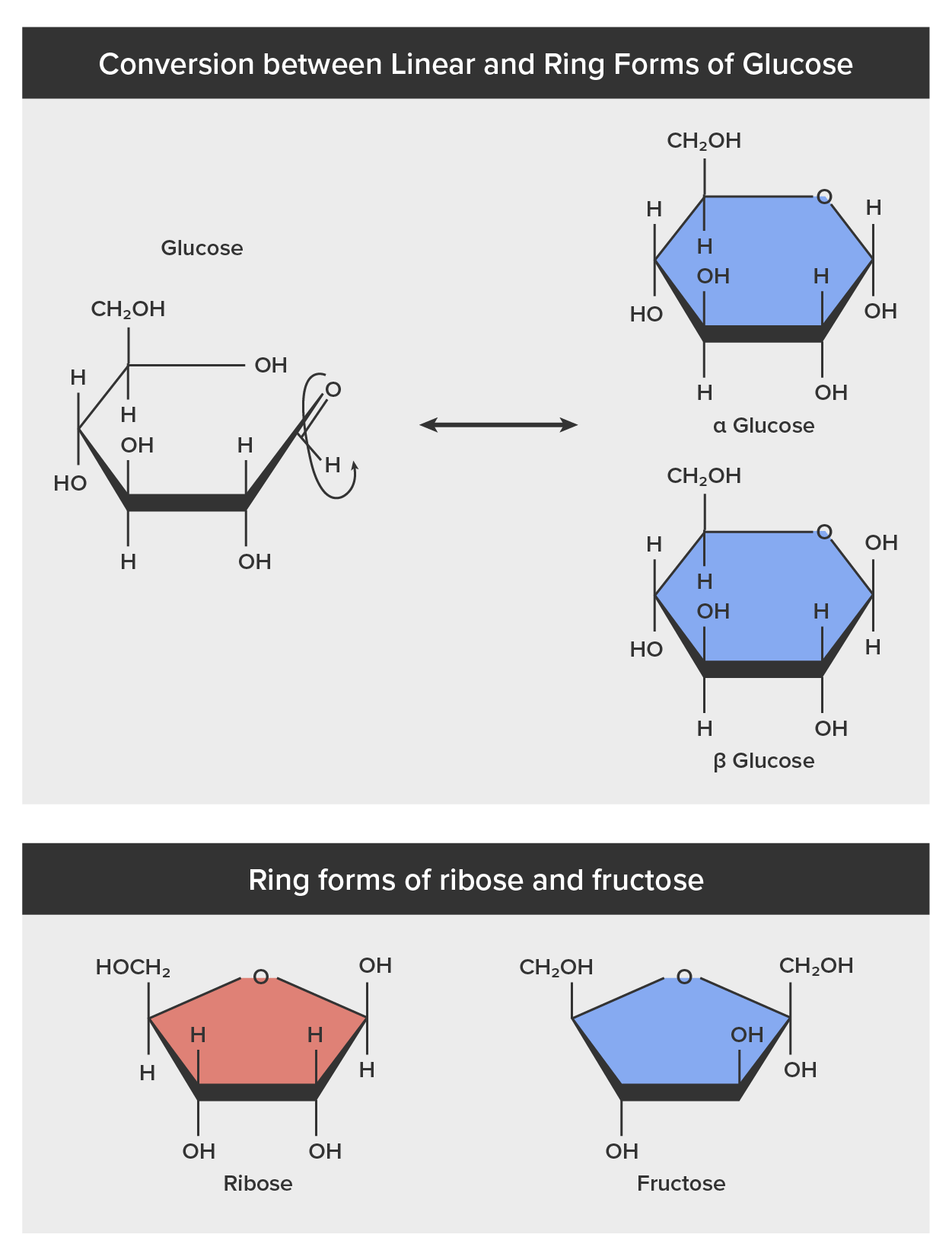 Chemical structures of five and six carbon monosaccharides exist in equilibrium between linear and ring forms. The top part of the image shows the conversion between linear and ring forms of glucose. The bottom part of the image shows the ring forms of ribose and fructose.