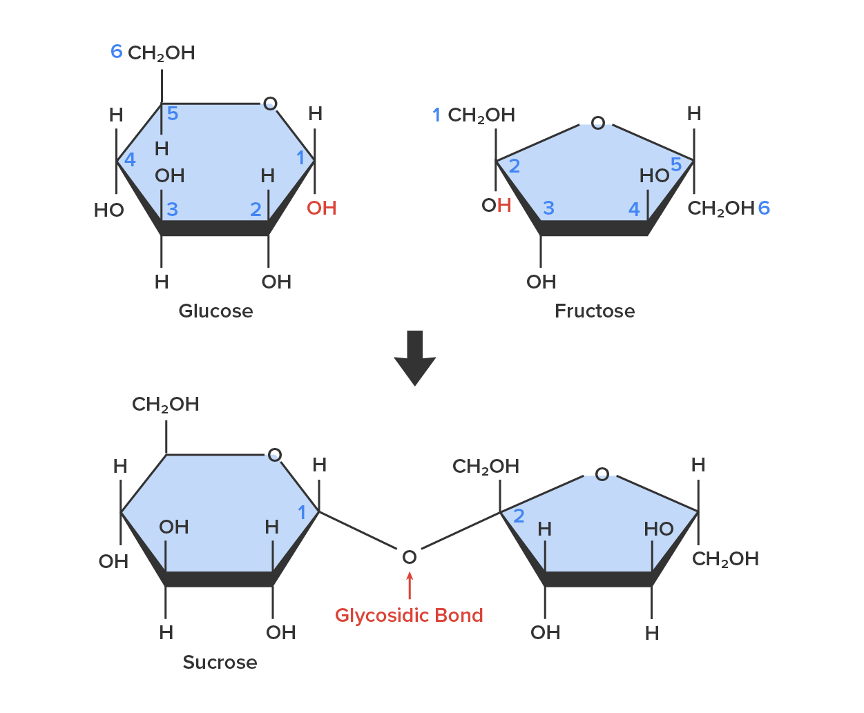 The chemical structure of sucrose being formed when a monomer of glucose and a monomer of fructose are joined in a dehydration reaction to form a glycosidic bond. On the top of the image, it shows the chemical structure of Glucose and fructose, and on the bottom of the image, it shows sucrose and the glycosidic bond.