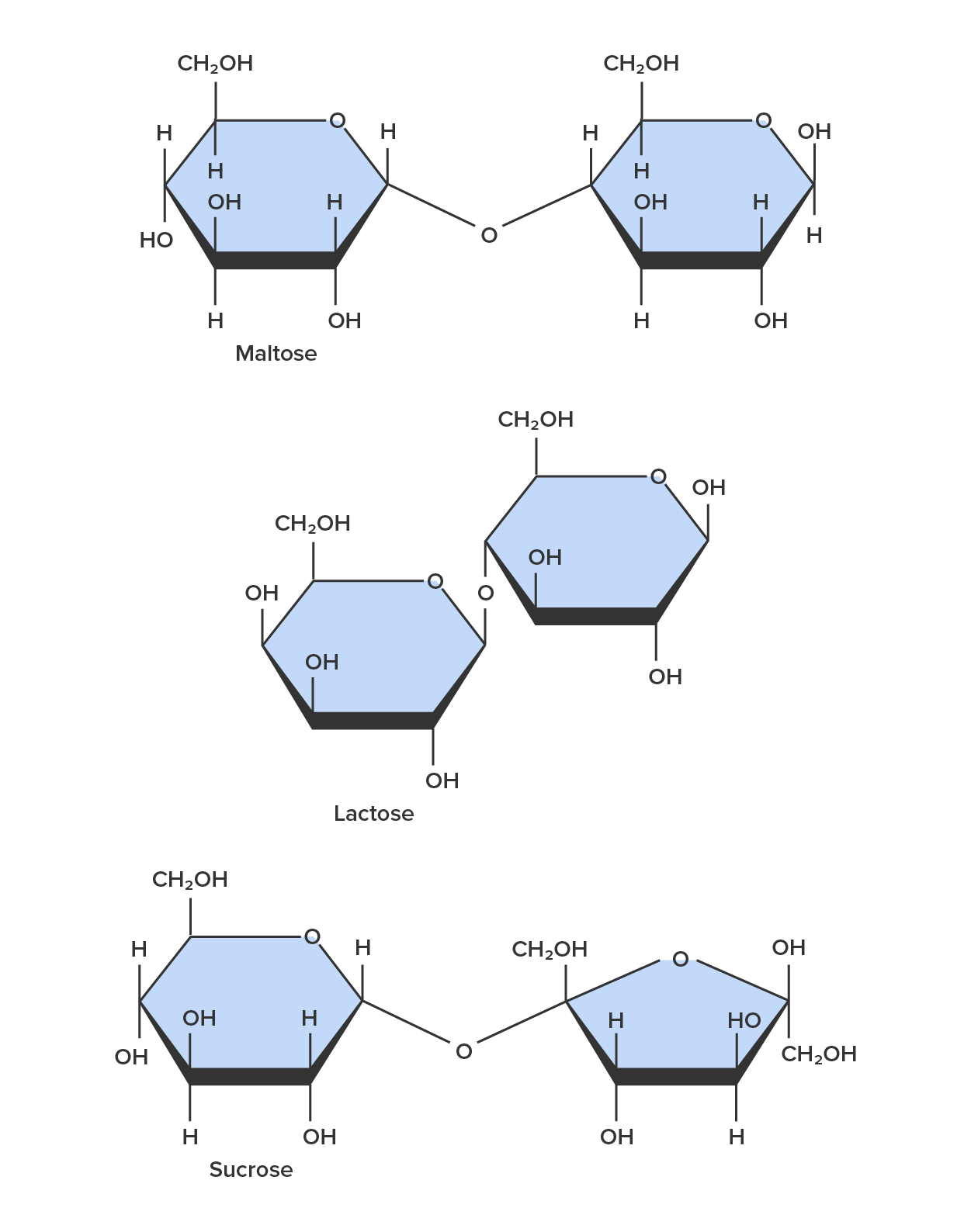 Chemical structure of common disaccharides, maltose, lactose, and sucrose. The chemical structures are organized vertically. On the top is maltose, in the center is lactose, and on the bottom is sucrose.