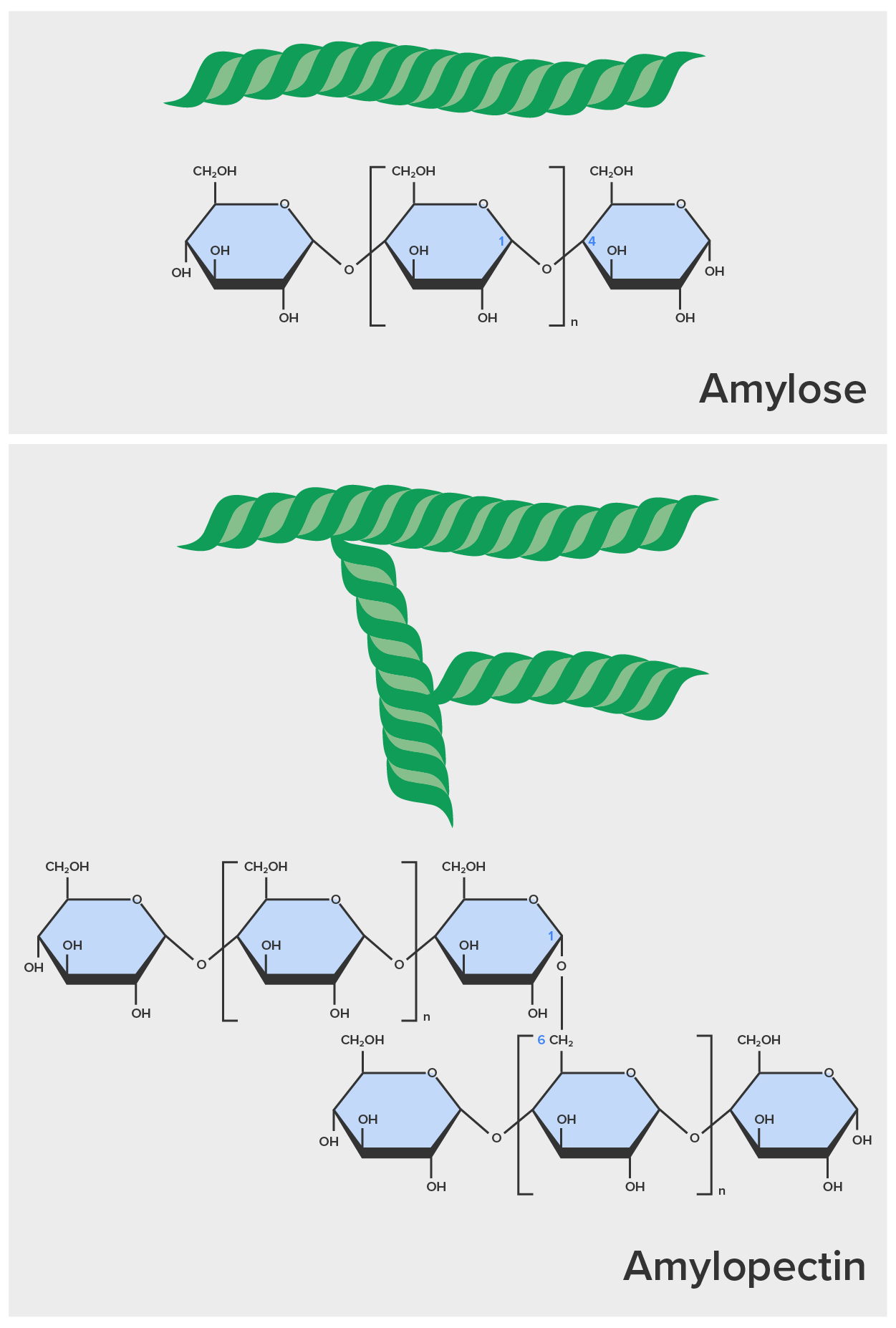 Chemical structure of amylose and amylopectin. The image shows the unbranched chain of glucose monomers.
