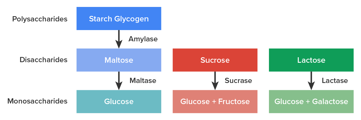 Image that shows a chart of the process of digestion of carbohydrates. It is performed by several enzymes. On the left-hand side, it shows polysaccharides, disaccharides and monosaccharides. First, starch glycogen (a polysaccharide) is transported to maltose, which turns to glucose. In the next column, sucrose is transported to glucose and fructose. In the last column, lactose is transported to glucose and galactose.