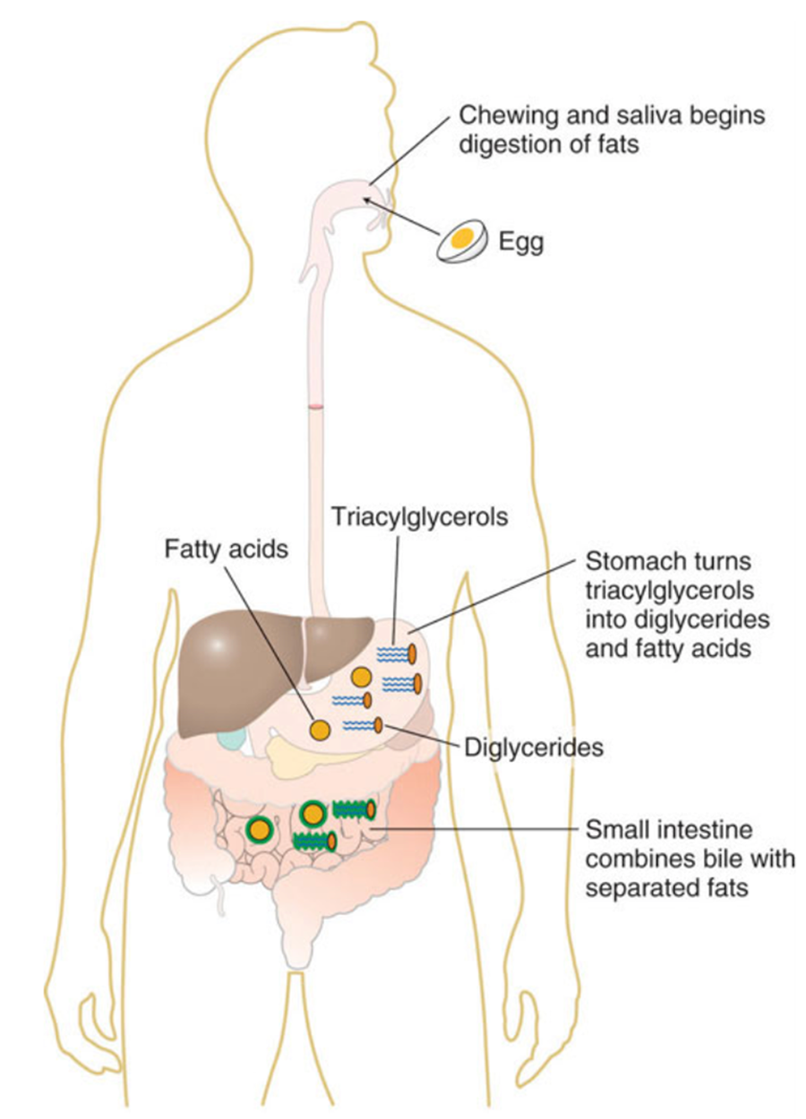 Figure 1: Lipid Digestion Image of a body that shows lipid digestion. At the top of the image it shows an egg going into the mouth. There is a callout that says 'chewing and saliva begins digestion of fats'. On the image fatty acids and triacylglycerols are called out. There are call outs to the stomach. One says Stomach turns triacylglycerols into diglycerides and fatty acids. There is a callout to the diglycerides. There is a callout to the small intestine that says 'small intestine combines bile with separated fats'.