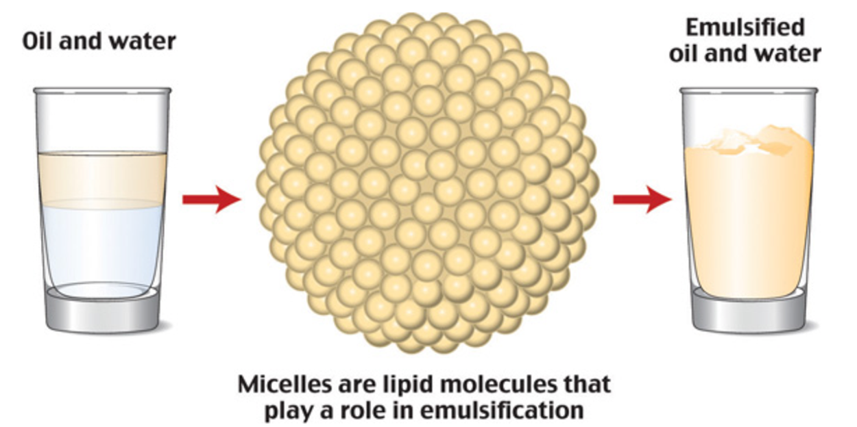Figure 2: Fats can travel through the watery environment of the body due to the process of emulsion. On the left there is a glass of oil and water. There is an arrow showing lipid molecules. There is a caption beneath it that says 'Micelles are lipid molecules that play a role in emulsification'. There is an arrow to a glass on the right that has emulsified oil and water.