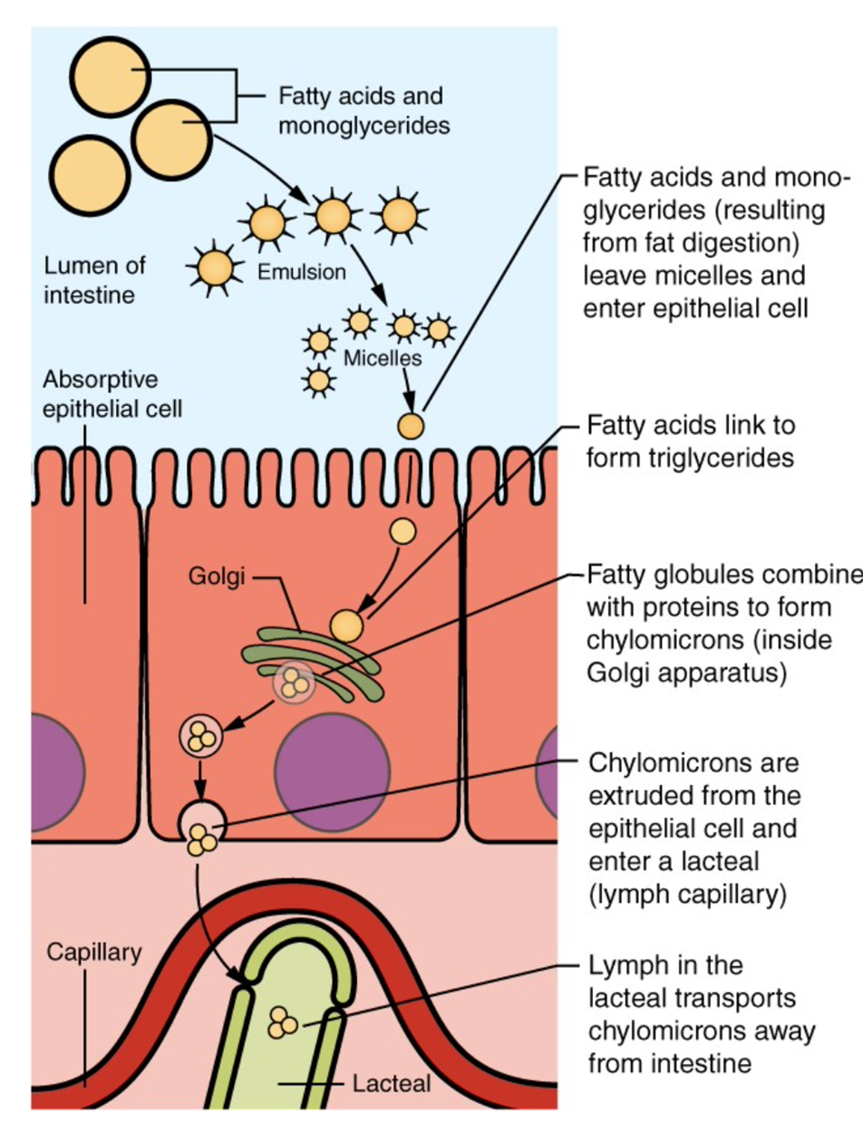 Image that shows the absorption of fats. The image shows fatty acids and monoglycerides. That goes into the Emulsion which turns into Micelles. Those molecules go into the absorptive epithelial cell. The image also calls out the golgi, capillary, and lacteal. The image has callouts on the right side that describe the image. Fatty acids and monoglycerides (resulting from fat digestion) leave micelles and enter epithelial cells. Fatty acids link to form triglycerides. Fatty globules combine with proteins to form chylomicrons (inside golgi apparatus). Chylomicrons are extruded from the epithelial cell and enter a lacteal (lymph capillary). Lymph in the lacteal transports chylomicrons away from intestine.