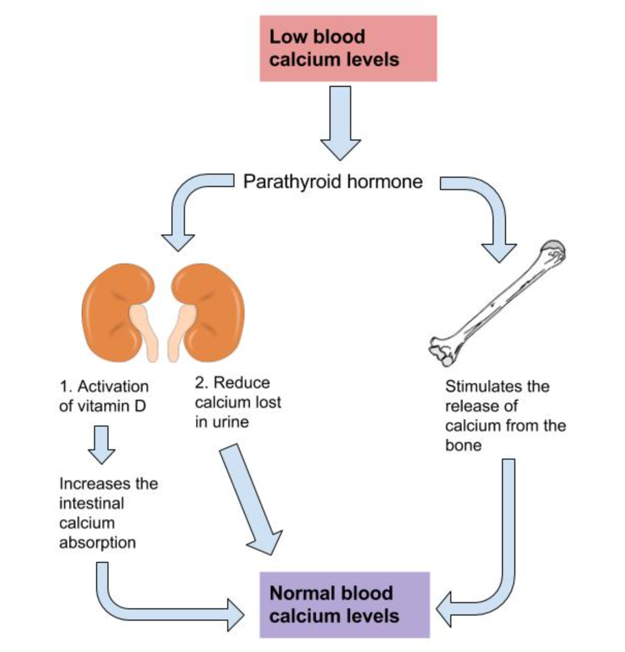 Diagram of how to maintain calcium levels. At the top of the diagram, it says 'low blood calcium levels'. There is an arrow underneath that points to the words 'parathyroid hormone'.  To the left, there is an arrow that points to an image of kidneys with descriptions underneath. On the left it says '1. Activation of vitamin D' and on the right it says '2. Reduce calcium lost in urine'. There is an arrow pointing down from the left kidney to the words 'increases the intestinal calcium absorption'. There is an arrow pointing down to a box that says 'normal blood calcium levels'. On the right of the words 'parathyroid hormone' there is an arrow that points to an image of a bone. Beneath the image of the bone are the words 'Stimulates the release of calcium from the bone'. Beneath those words, there is an arrow to the words 'Normal blood calcium levels'.