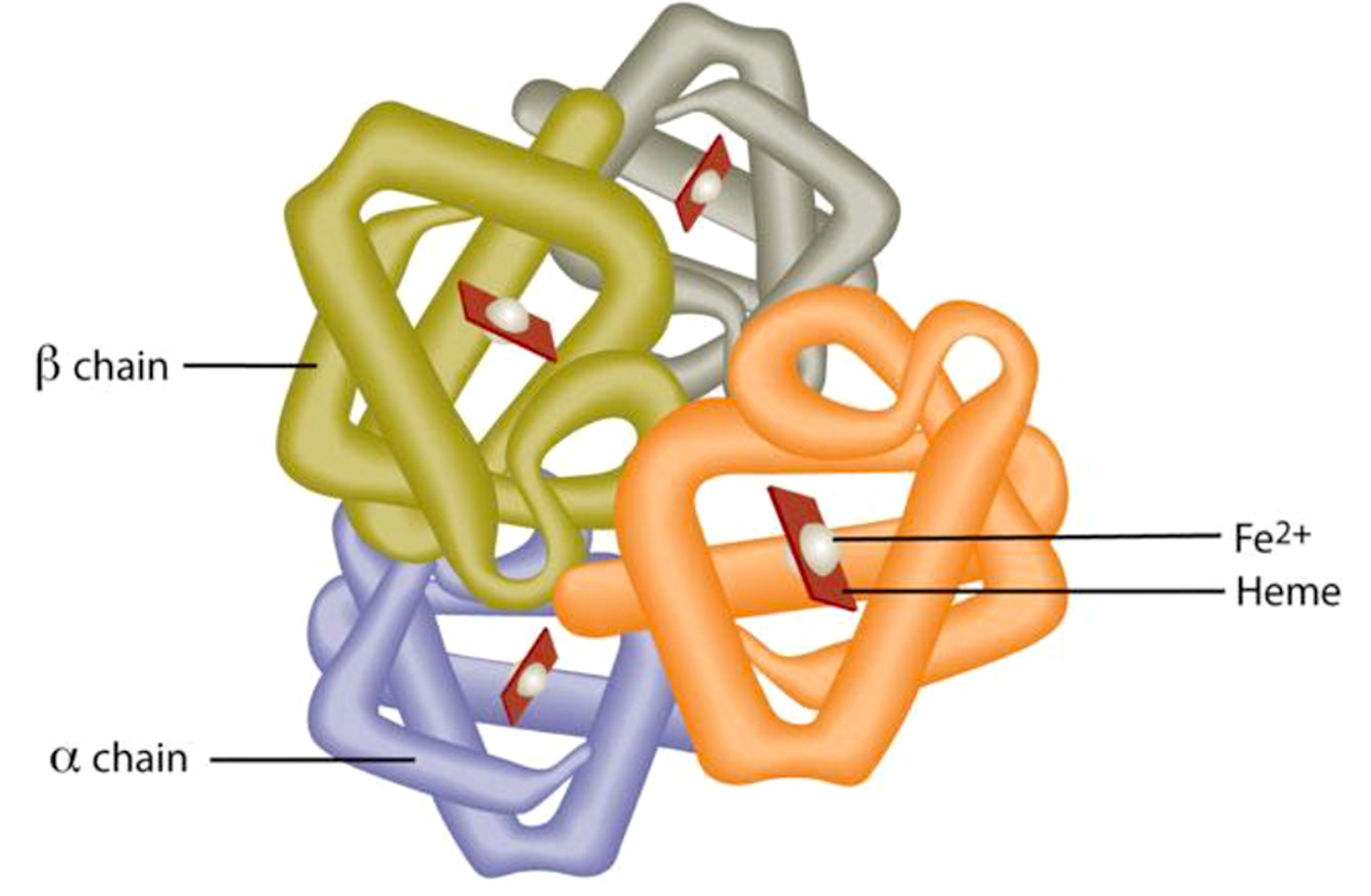 The Structure of Hemoglobin Image of the structure of Hemoglobin. There are callouts that indicate the Beta chain, the alpha chain, the fe2 chain, and hemme.