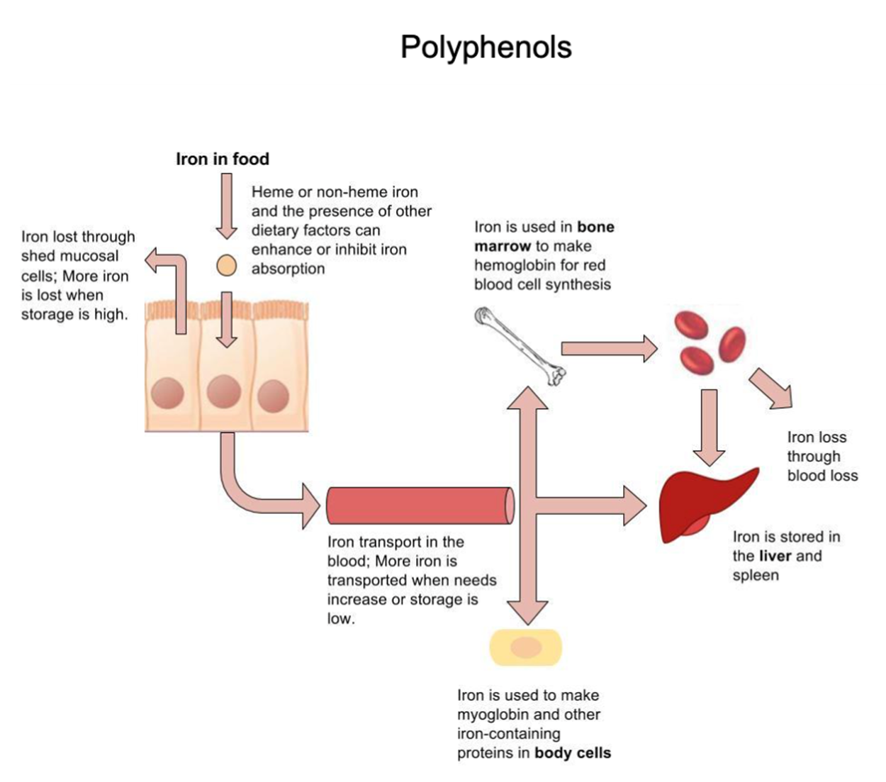 Iron Absorption, Functions, and Loss. Diagram that shows iron absorption, functions and loss. On the top left, there is an image of iron loss through shed, mucosal cells, more iron is lost when storage is high. There is an arrow pointing to iron in food. Heme or nonheme iron and the presence of other dietary functions can enhance or inhibit iron absorption. Underneath the iron in food image, there is an image of blood with the text, 'iron transport in the blood; more iron is transported when needs increase or storage is low.' Next to the blood, there is an arrow pointing up, down, and forward. The arrow pointing up is pointing to a bone with the text 'iron is used in bone marrow to make hemoglobin for red blood cell synthesis'. The arrow pointing down is pointing to iron, and the text 'iron is used to make myoglobin and other iron-containing proteins in body cells.' The arrow pointing forward is pointing to an image of the liver, and the text 'iron is stored in the liver and spleen'. Above the liver, there is an image of blood cells that have arrows pointing to the liver and a text that says 'iron loss through blood loss.' There is an arrow pointing from the bone to the blood cells.