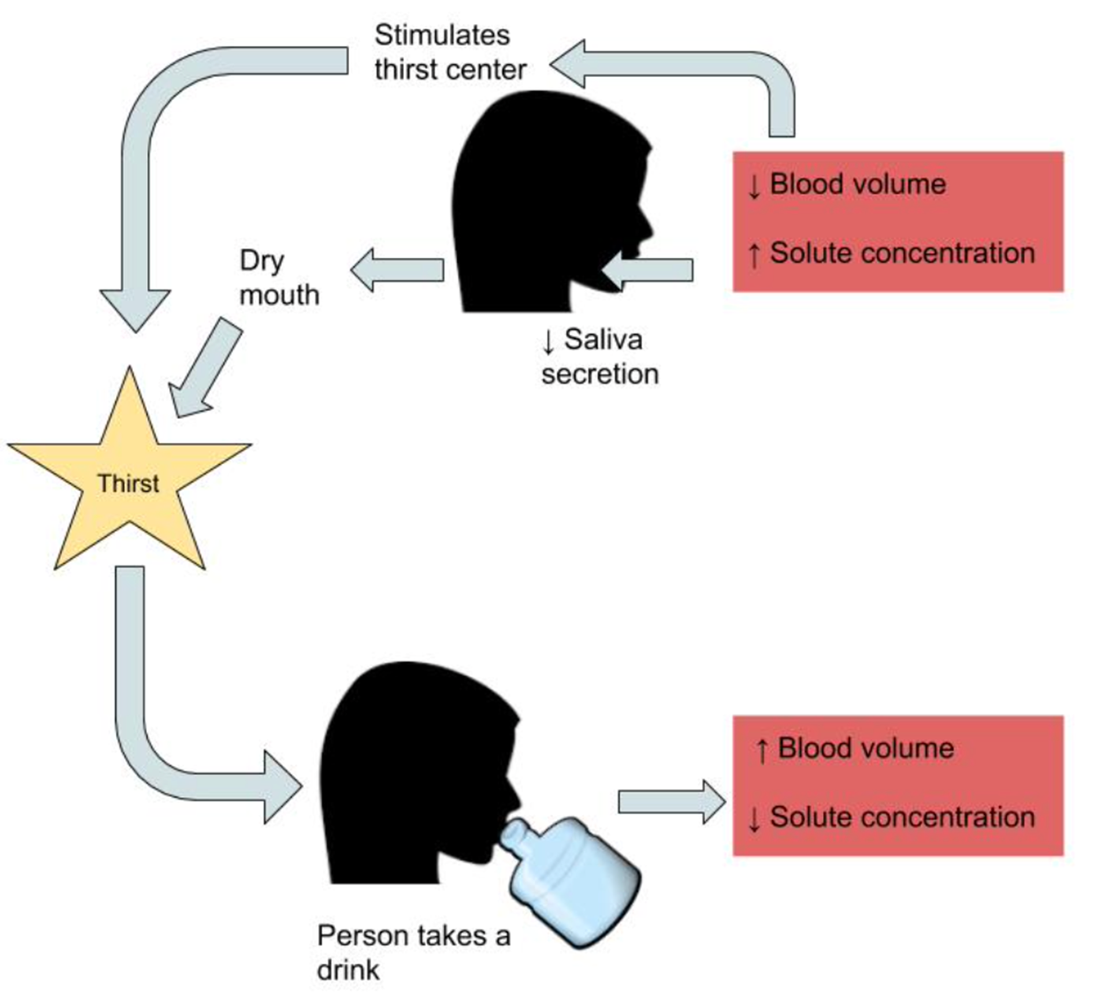 Diagram of regulating water intake. There is an image of a person’s head, and next to it, there is a down arrow next to the words blood volume. Below blood volume is an up arrow next to the words solute concentration. There is an arrow from the text to the words 'stimulates thirst center.' There is also an arrow from the text to the person with text that says saliva secretion. From there it goes to dry mouth, then to thirst. There is an arrow from the words 'stimulates thirst center' to a star that says thirst in the middle. From thirst, there is an arrow to a person who is labeled person takes a drink. From the person, there is an arrow to the words 'blood volume' and 'solute concentration'.