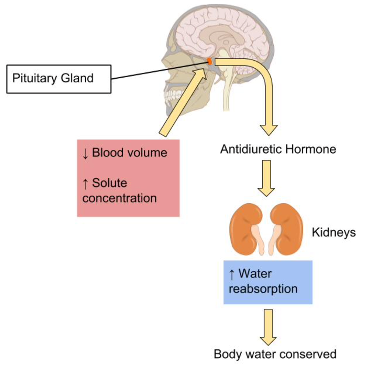 Diagram of regulating water output. There is an image of a skull, and it points to the pituitary gland. There is a callout that shows the blood volume is down and the solute concentration is up. From the pituitary gland, there is an arrow to antidiuretic hormone and an arrow from the antidiuretic hormone to the kidneys. Water absorption happens in the kidneys and goes to the body's water conservation.