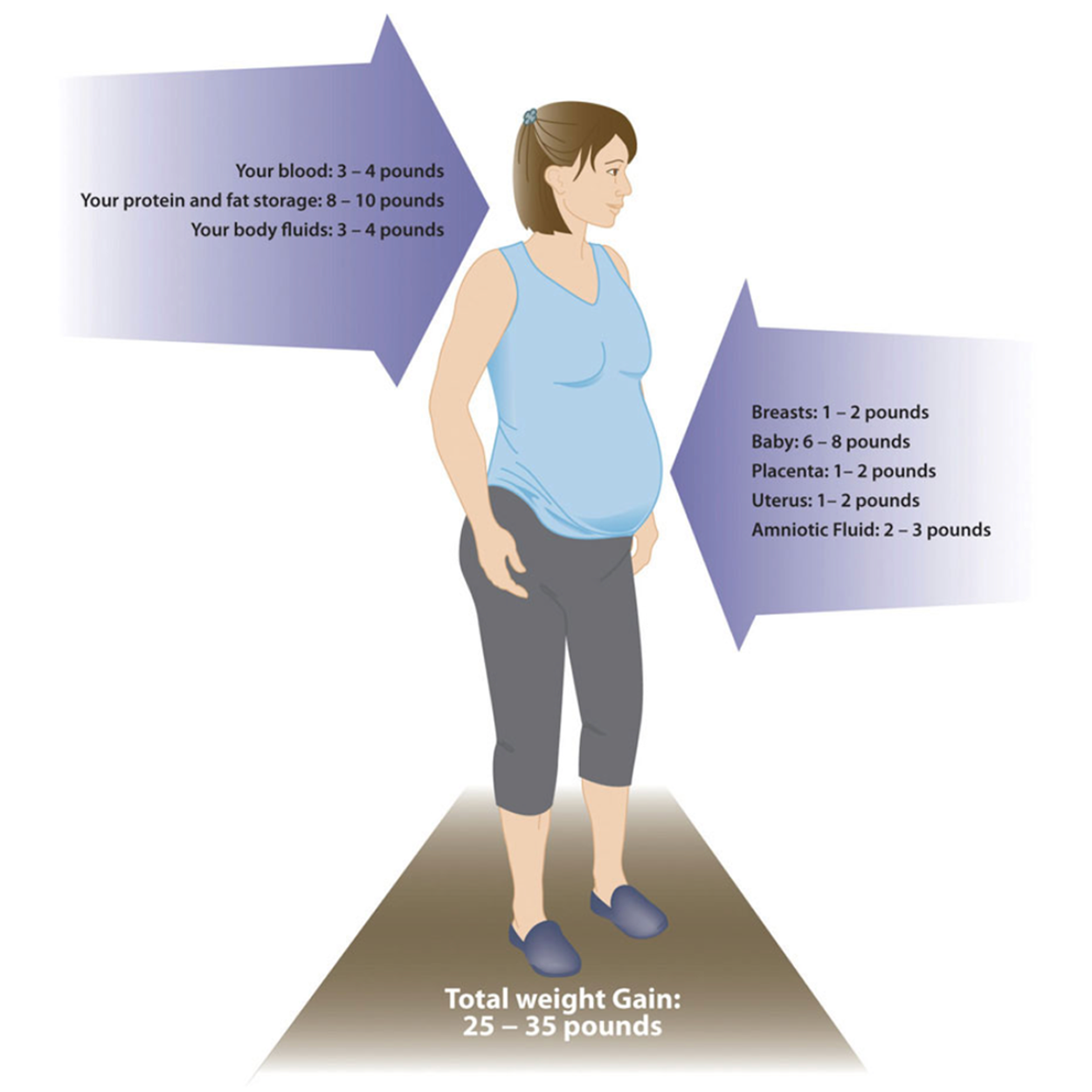 Diagram with a pregnant woman in the middle Beneath the woman it says 'total weight gain: 25-35 pounds.' There is an arrow on the left of the woman pointing to her that says 'your blood: 3-4 pounds; your protein and fat storage: 8-10 pounds; your body fluids: 3-4 pounds.' The arrow on the right is pointing to the woman’s belly and it says 'breasts: 1-2 pounds; baby: 6-8 pounds; placenta: 1-2 pounds; uterus: 1-2 pounds; amniotic fluid: 2-3 pounds.