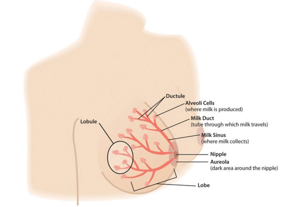 Image of a woman’s breast with the lobule, lobe, aureola (dark area around the nipple), nipple, milk sinus (where milk collects), milk duct (tube through which milk travels), alveoli cells (where milk is produced), and ductule all pointed out in the image.