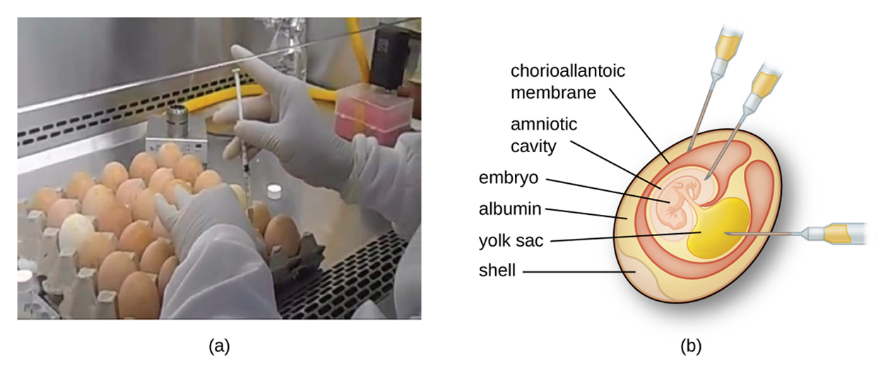 In (a) a technician injects a tray of eggs with a syringe and (b) shows an egg with syringes in various regions such as an outer layer (the chorioallantoic membrane), an inner region called the amniotic cavity, and another inner region called the yolk sac. The embryo is connected to the yolk sac and is within the amniotic cavity. Outside the chorioallantoic membrane is albumin and around that is the shell.