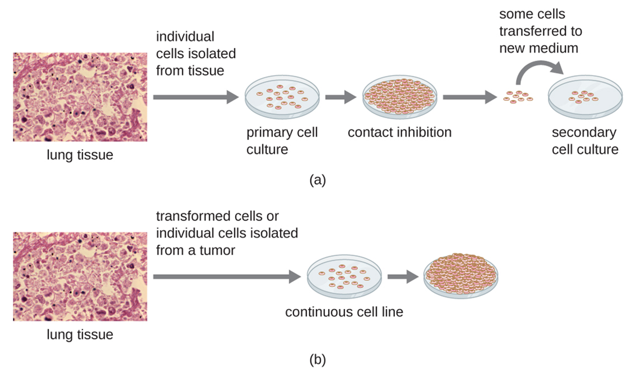(a) begins with induvidual cells isolated from lung tissue. These few cells are put on a plate and are the primary cell culture. These cells will grow to fill the plate and will stop when the plate is full; this is called contact inhibition. In order to grow more cells some of these cells are transferred to a new plate; this is now called a secondary cell culture. (b) begins with transformed cells or individual cells isolated from a tumor that are put on a plate. These cells form an immortal culture because they continue to grow on top of each other even after the plate is full.
