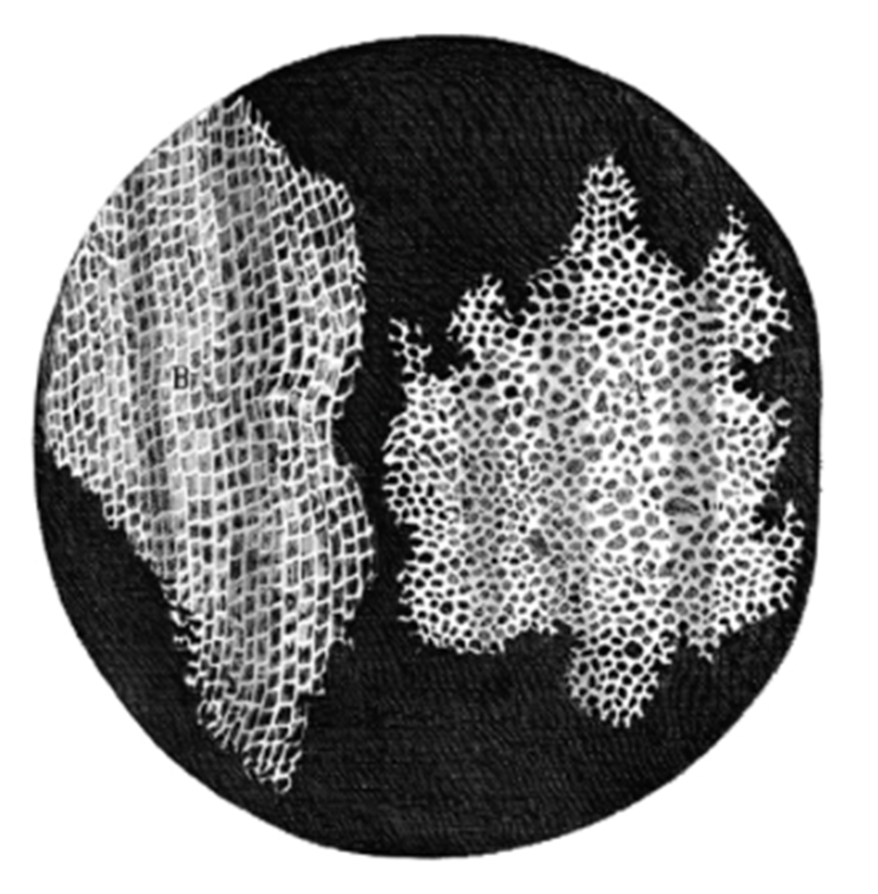 A drawing make by Hooke that shows many small rectangles in rows making up larger structures.