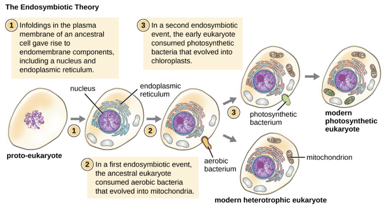 A figure shows the steps by which a prokaryote gave rise to a modern photosynthetic eukaryote and modern heterotrophic eukaryote. In step 1, infoldings produce a membrane-bound nucleus and membranous stacks of endoplasmic reticulum. In step 2, the cell engulfs and aerobic bacterium. This bacterium evolves into a mitochondrion to produce a modern heterotrophic eukaryote. In step 3, a cell with mitochondria engulfs a photosynthetic bacterium and this gives rise to modern photosynthetic eukaryotes.