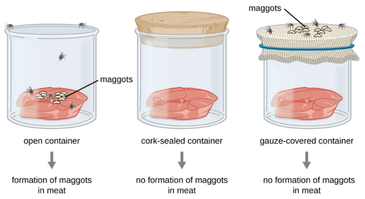 An open container with meat has flies and the formation of maggots in meat. A cork-sealed container of meat has no flies and no formation of maggots in meat. A gauze covered container of meat has flies and maggots on the surface of the gauze but no maggots in the meat.