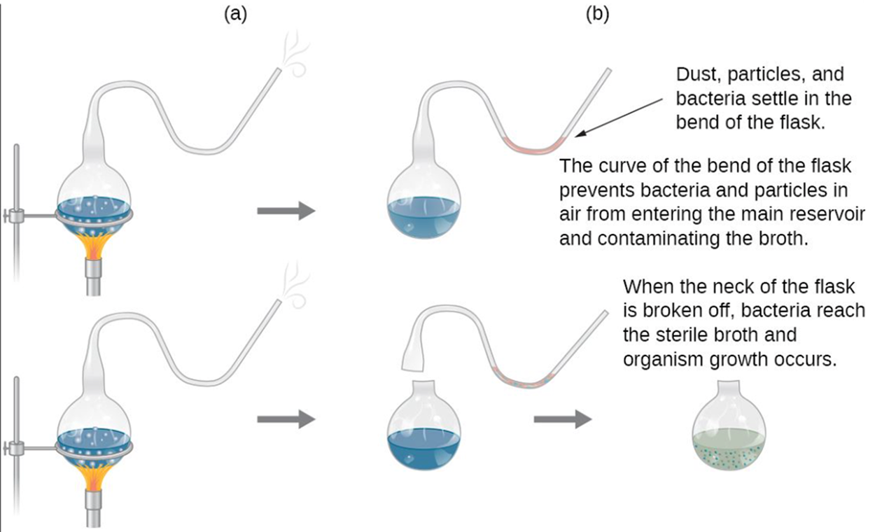 A drawing of Pasteur’s experiment. The top diagram shows a swan-neck flask containing broth that is being boiled to kill microorganisms in the broth. Dust, particles, and bacteria settle in the bend of the flask. After the boiling process the cooled flask remains sterile because the curve of the bend of the flask prevents bacteria and particles in air from entering the main reservoir and contaminating the broth. So, no contamination occurs. The bottom diagram shows the same flask being boiled. Next, the swan-neck is removed and the flask is opened to the environment. When the neck of the flask is broken off, bacteria reach the sterile broth and organism growth occurs. This is seen as cloudiness in the broth.