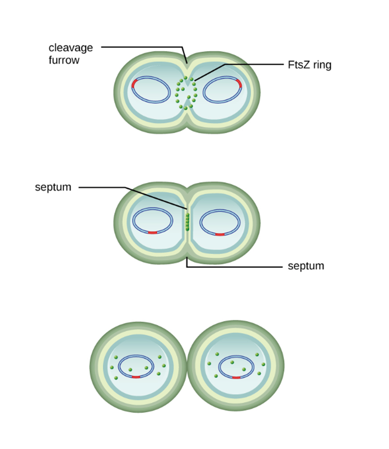 Details of the process of binary fission. A cell is shown that has constricted in the center. The indentation in the center of the dividing cell is labeled cleavage furrow. In the narrow center of the cell where it has constricted, there is a vertical circle of spheres labeled FtsZ ring that connects the plasma membrane from the top and bottom halves of the cell. Next, an illustration shows that the invaginations of the plasma membrane have joined to form a vertical septum with a vertical line of spheres from the FtsZ ring in its center. Finally, the two halves of the cell separate to form two adjacent spheres that each have a single circular chromosome and multiple individual spheres from the FtsZ ring.