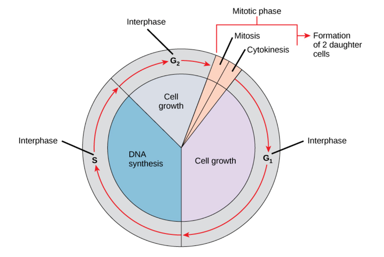 Diagram of the cell cycle showing interphase stages G1 cell growth, S DNA synthesis, and G2 cell growth, followed by the mitotic phase with mitosis and cytokinesis leading to formation of two daughter cells.