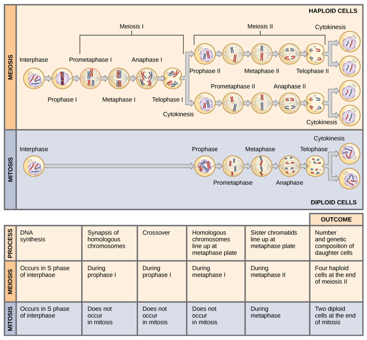 This illustration compares meiosis and mitosis. In meiosis, there are two rounds of cell division, whereas there is only one round of cell division in mitosis. In both mitosis and meiosis, DNA synthesis occurs during S phase. Synapsis of homologous chromosomes occurs in prophase I of meiosis, but does not occur in mitosis. Crossover of chromosomes occurs in prophase I of meiosis, but does not occur in mitosis. Homologous pairs of chromosomes line up at the metaphase plate during metaphase I of meiosis, but not during mitosis. Sister chromatids line up at the metaphase plate during metaphase II of meiosis and metaphase of mitosis. The result of meiosis is four haploid daughter cells, and the result of mitosis is two diploid daughter cells.