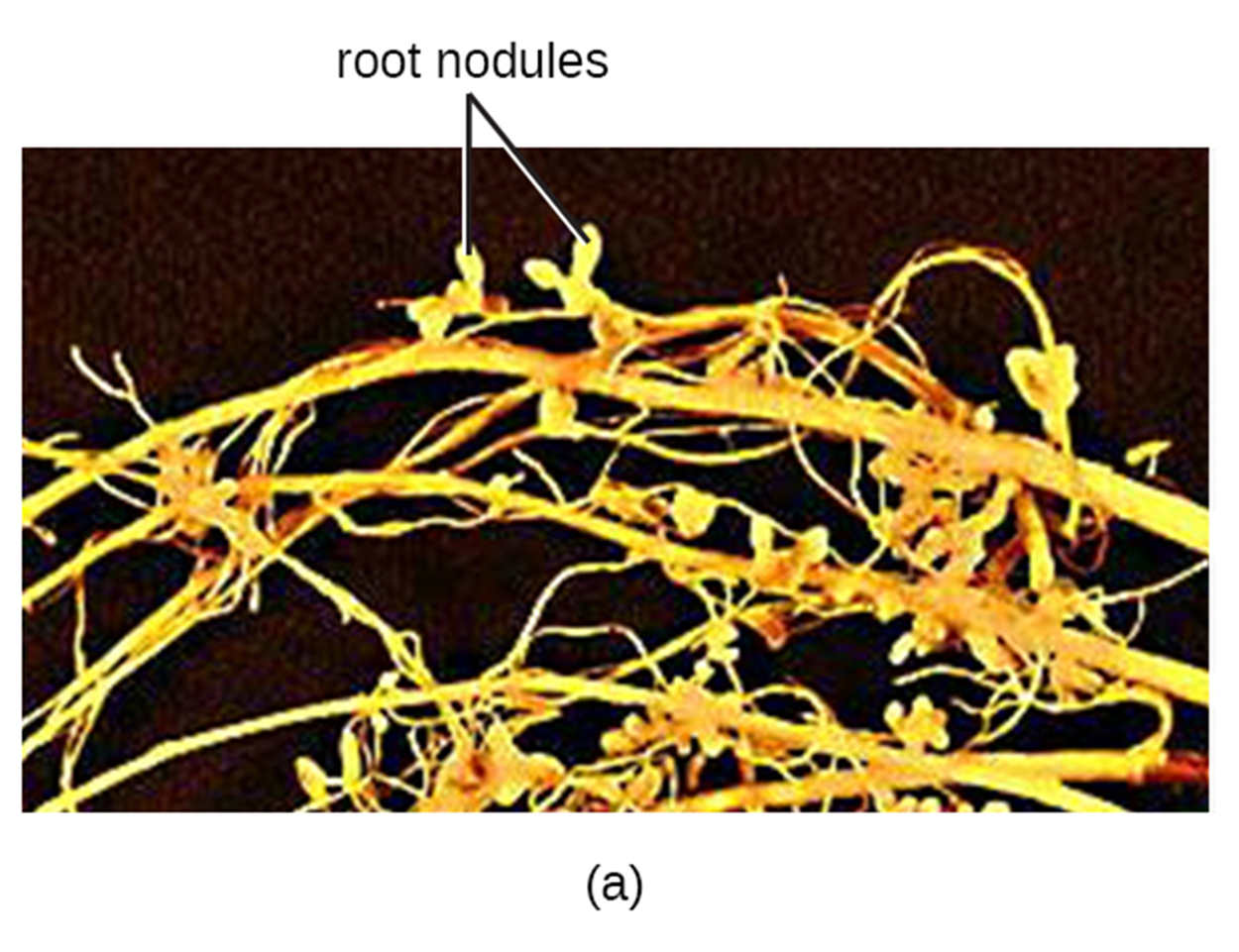 Protruded Roots Prokaryote Structure, Function, & Habitat Tutorial | Sophia Learning