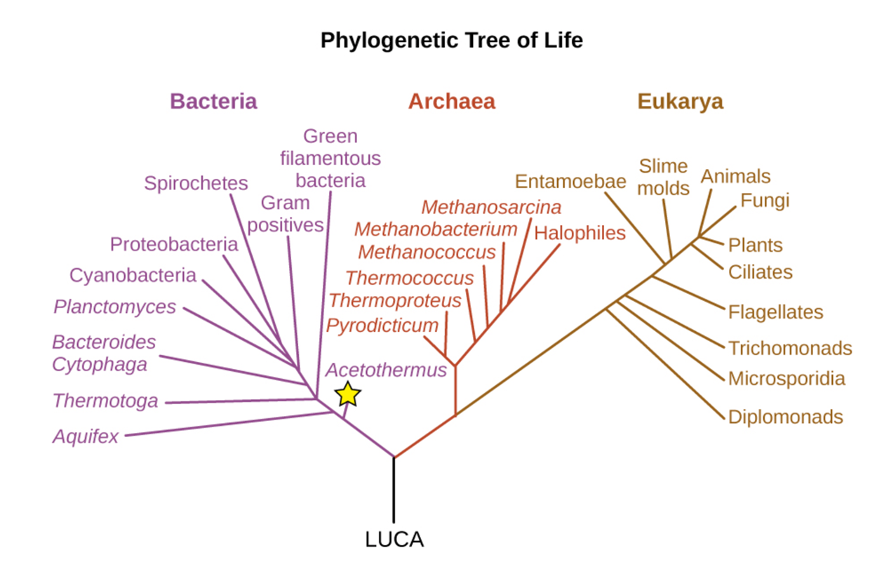 A diagram of a phylogenetic tree. At the base is the label LUCA This branches into two branches. The branch on the left is the bacteria, the branch to the right branches again to form the archaea and Eukarya. The lowest branch of the bacteria is the acetothermus (which is starred). Branches above that include (from bottom to top): aquifex, thermotoga, green filamentous bacteria, bacteroides, cytophaga, planctomyces, gram positives, cyanobacteria, porteiobacteria and spirochetes. Branches of the arcaea from bottom to top: pyrodicticum, thermoproteus, Thermococcus, methanococcus, methanobacterium, methanosarcina, and halophies. Branches of the Eukarya from bottom to top: diplomonads, microsporidia, trichomonads, flagellates, entamoebae, slime molds, ciliates, plants, animals, and fungi.
