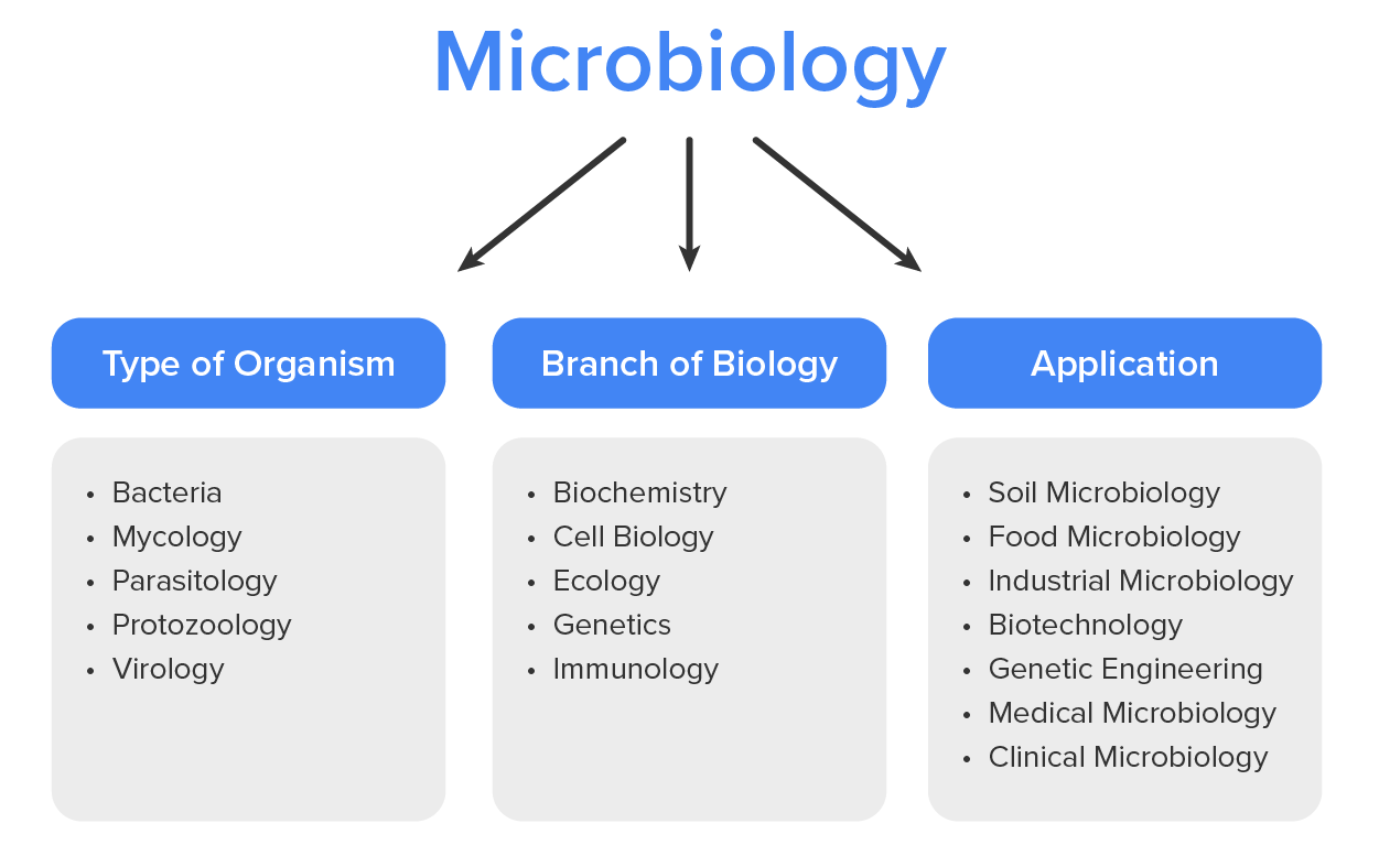 Diagram titled Microbiology with arrows pointing to three sections: Type of Organism (bacteria, mycology, parasitology, protozoology, virology), Branch of Biology (biochemistry, cell biology, ecology, genetics, immunology), and Application (soil, food, industrial microbiology, biotechnology, genetic engineering, medical and clinical microbiology).