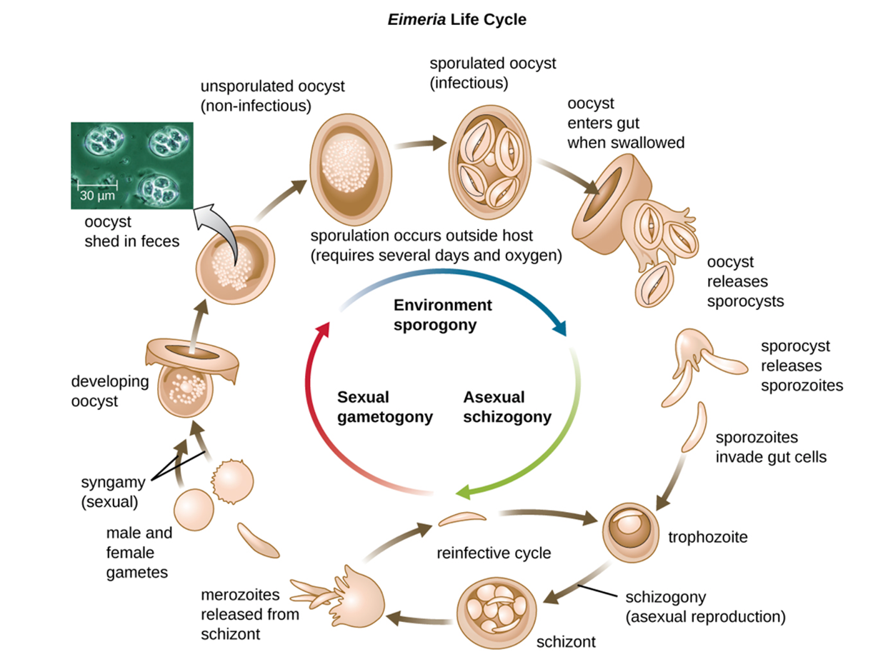 Sexual Reproduction In Protists Characteristics of Unicellular Eukaryotic Protists Tutorial | Sophia ...