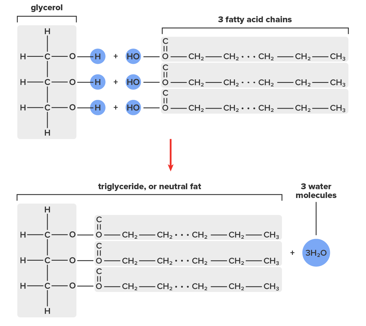 Glyceride Example Lipids Tutorial | Sophia Learning