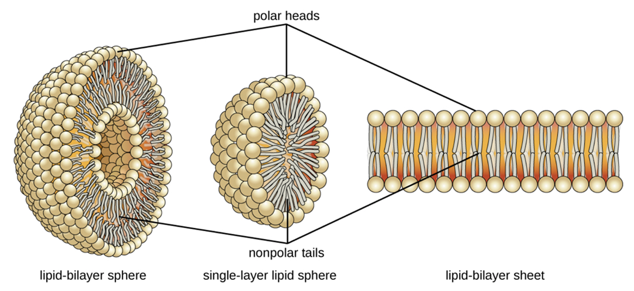 Lipids Tutorial | Sophia Learning